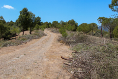 El Ayuntamiento acomete trabajos de desbroce en el Monte Hacho