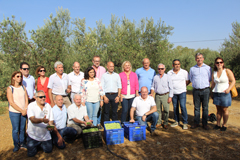 Comienza la campaa de la Aceituna Alorea
