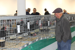 Abierta al pblico la XII Exposicin de Gallinas Sureas